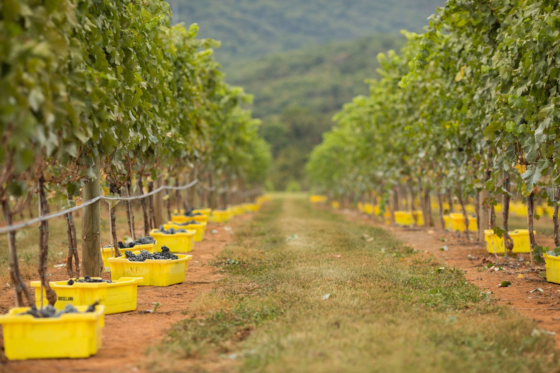 Grapes Ready for Pick-up; Credit: King Family Vineyards