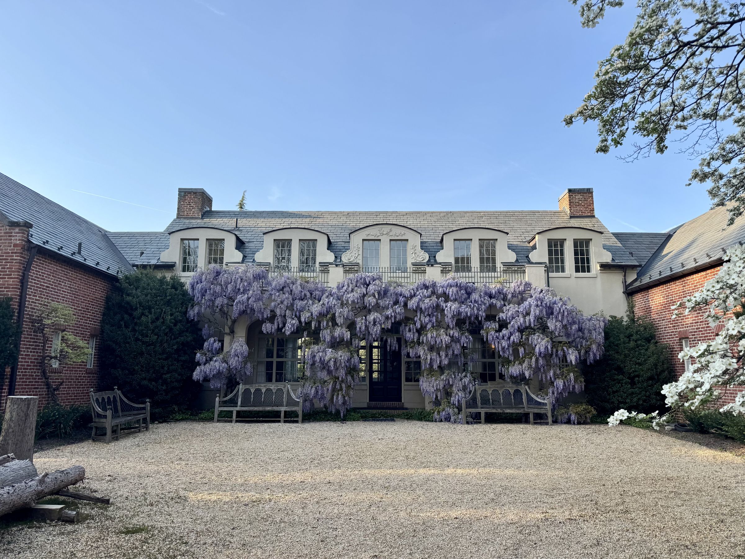 Georgetown Wisteria