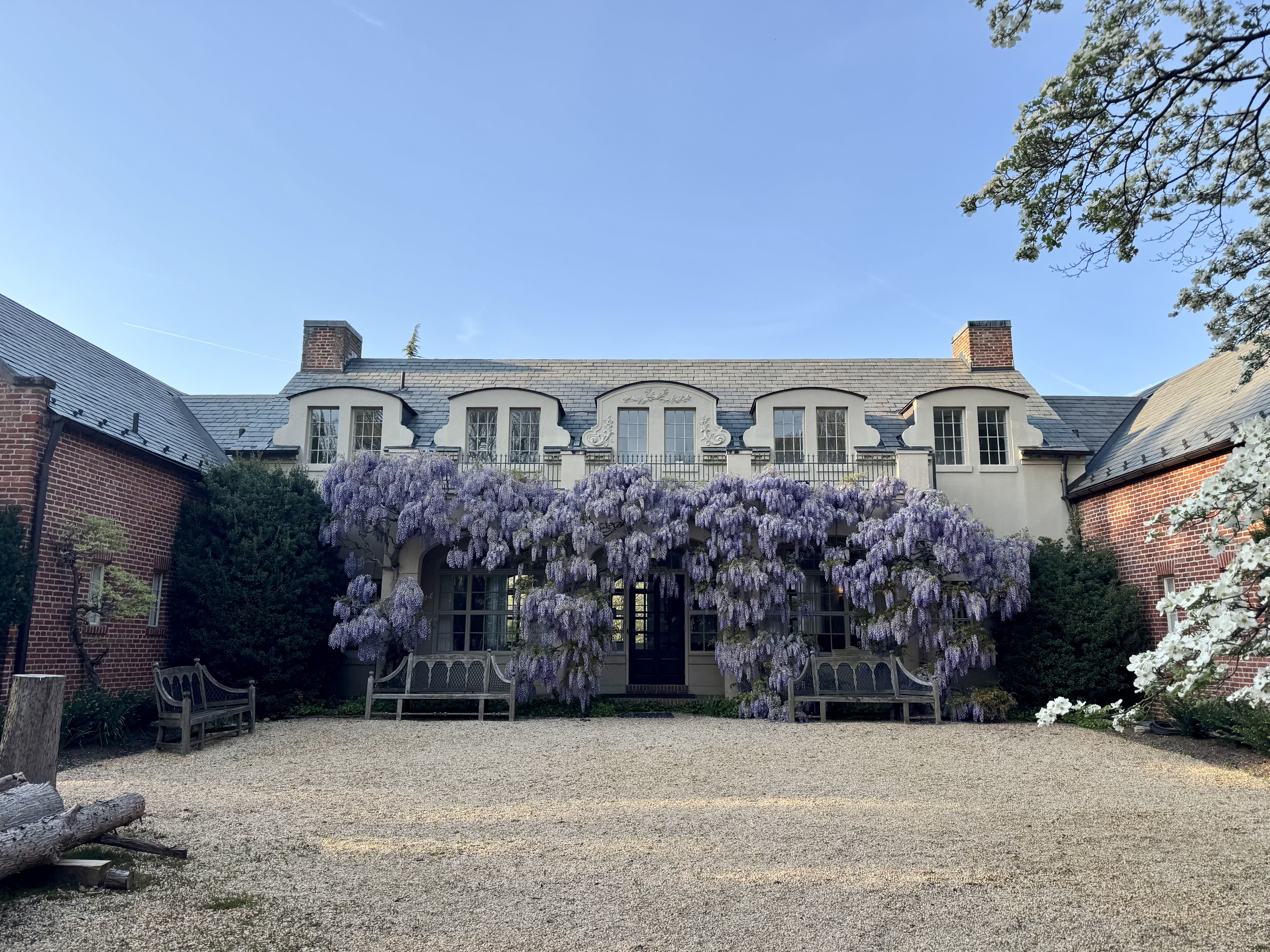 Georgetown Wisteria
