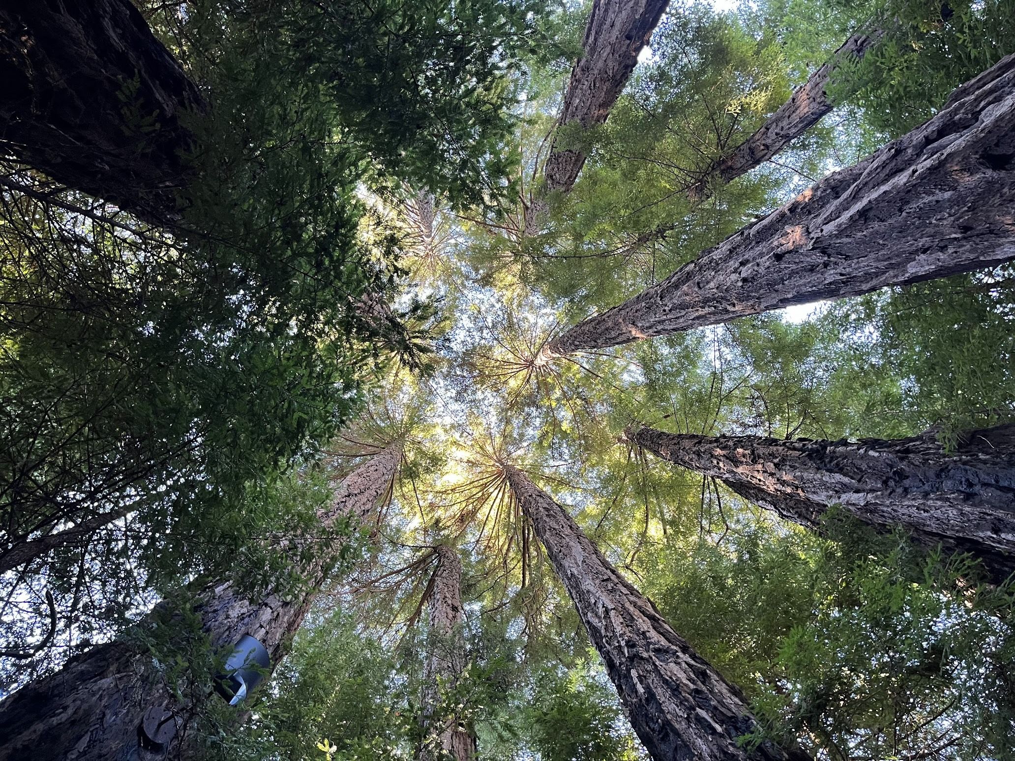 Trees for ~~days~~ years.